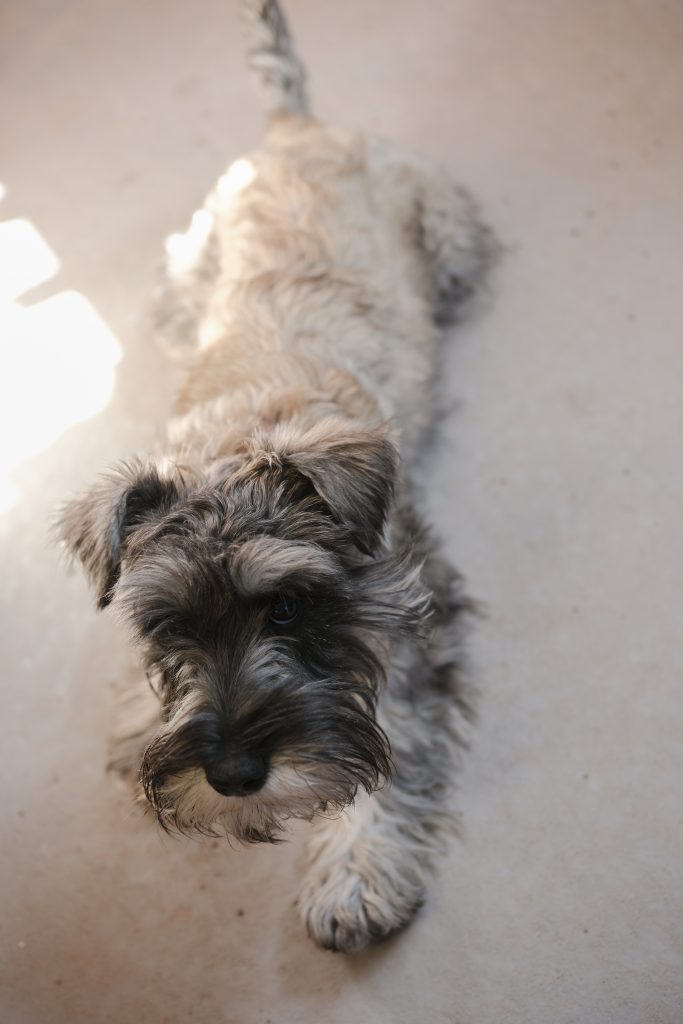 🐶 Childrens pottery Day -October half term DOG, PUPPIES & BASKET  🕐 9am–3:30pm- without lunch